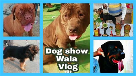 sexy video dog wala